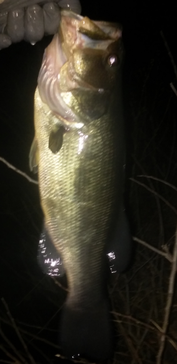RatFish - Copy.png