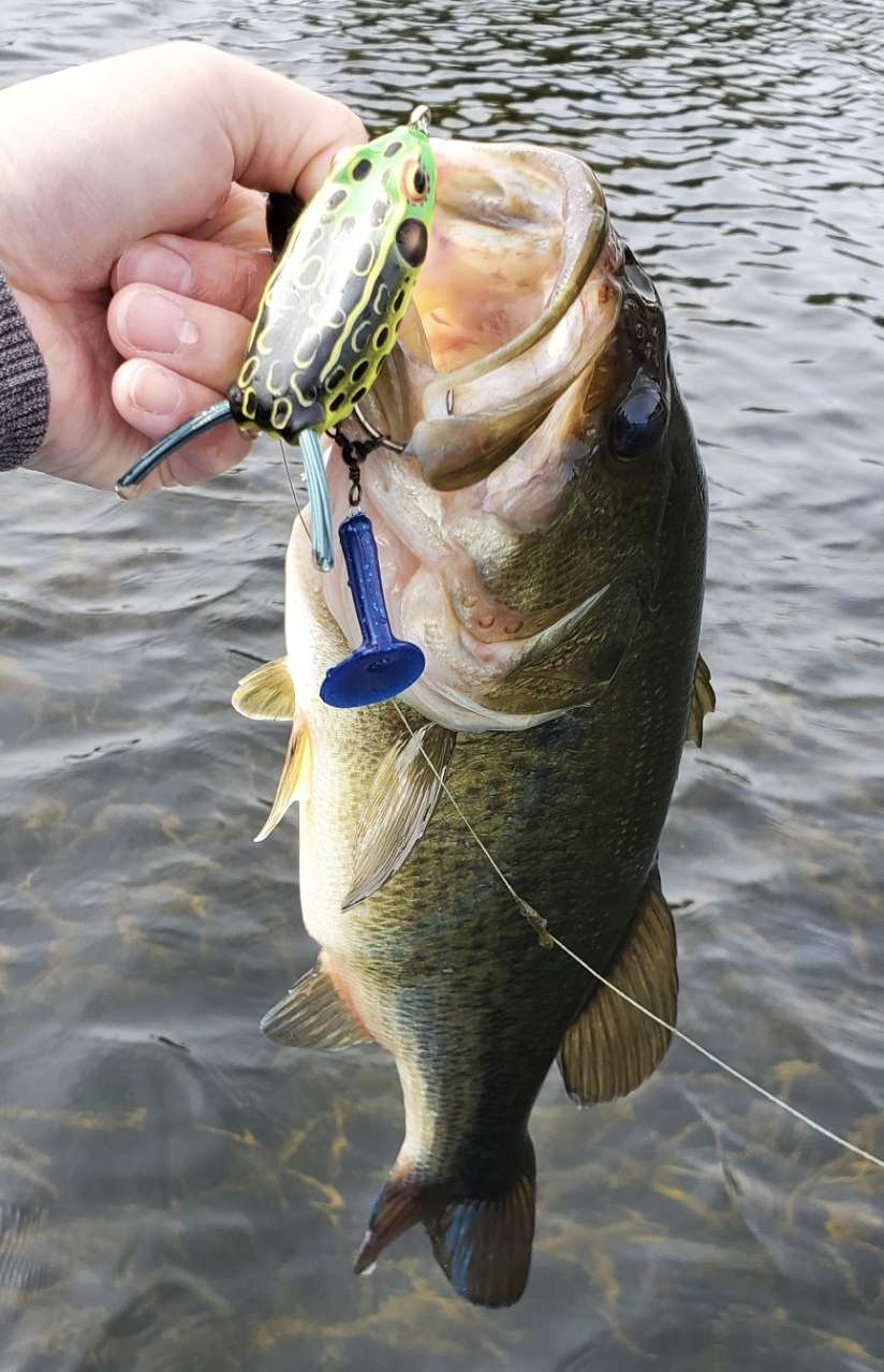 Nose hooked weightless trick worm - Fishing Tackle - Bass Fishing Forums