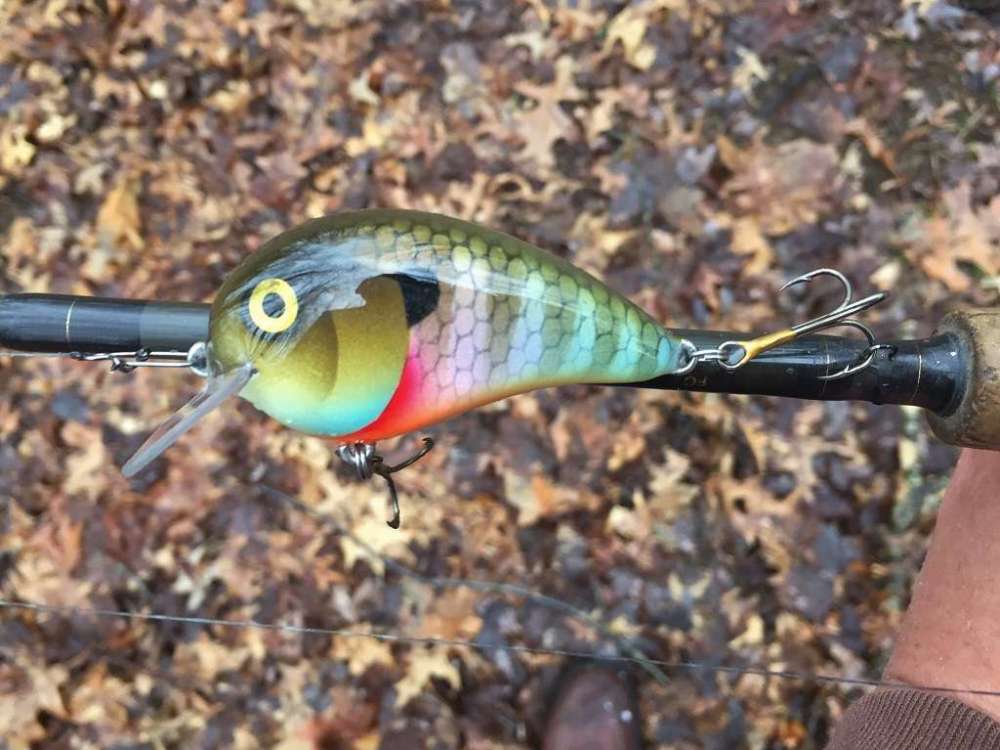 gill2.jpg