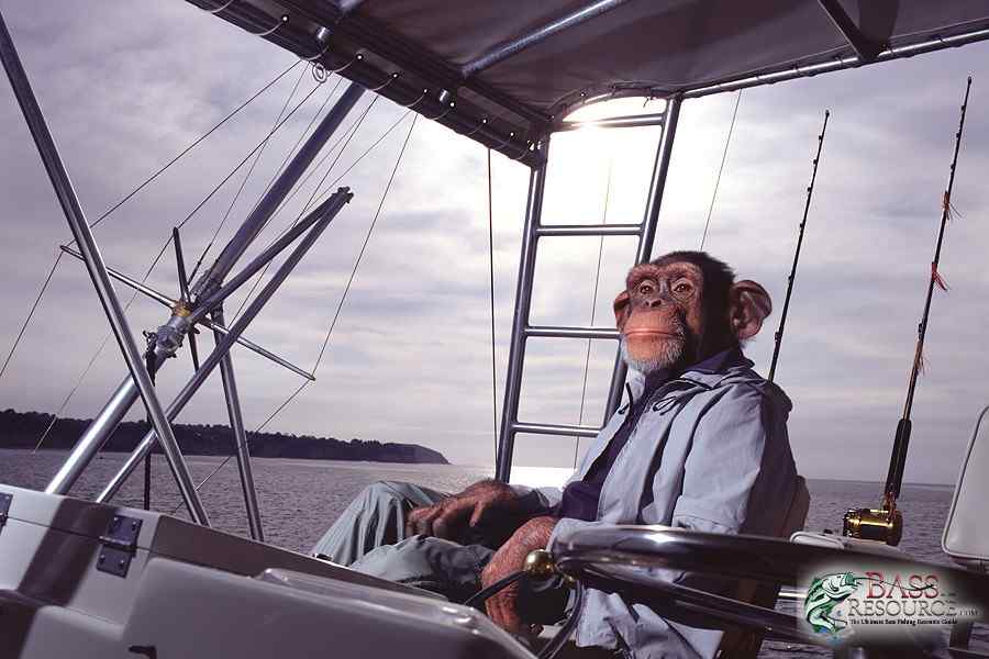 Boat Monkey.jpg