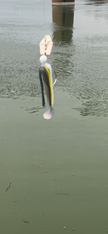 skrageswimmerchatter.png.06a87269b1f5c0057b80d0935f591f46.png