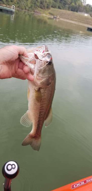 20190905_082903.thumb.jpg.1b0cd82f5db902ddc06f15f51689b98e.jpg
