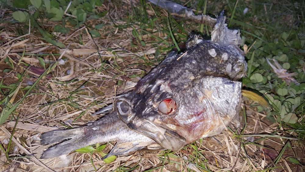 306974508_deadfish.thumb.jpg.bbf332a24248ffceb4997585e540f7ec.jpg