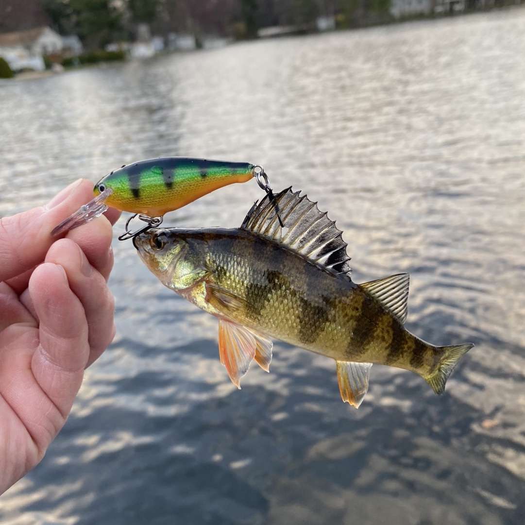 Trouble With Perch Colored Baits - Fishing Tackle - Bass Fishing Forums