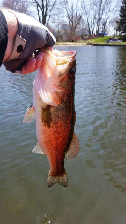 FirstBass2020.thumb.jpg.33b7acb488232011ac8c9f49263939fe.jpg