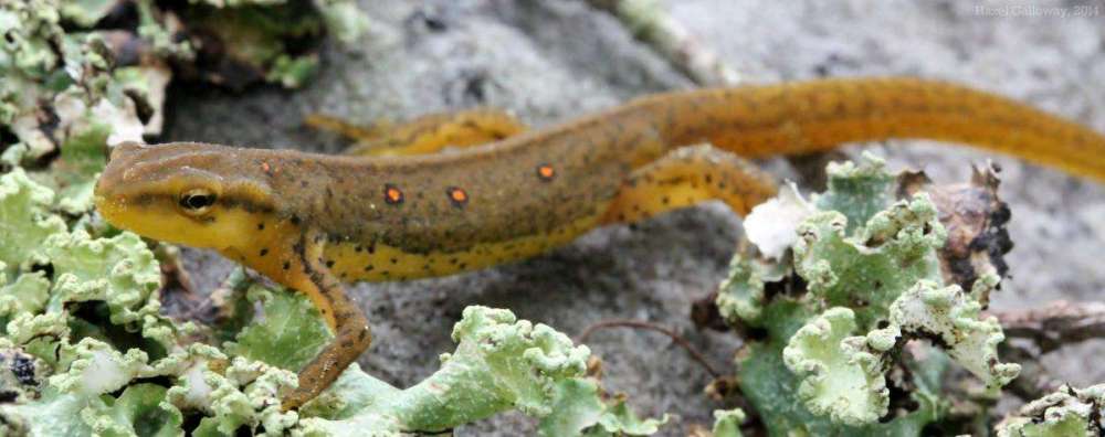 Newt5N5.jpg