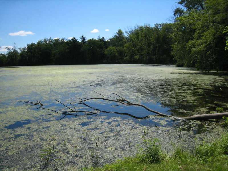 algea.jpg.3371d67cef42ff016c6ffeef10871b74.jpg