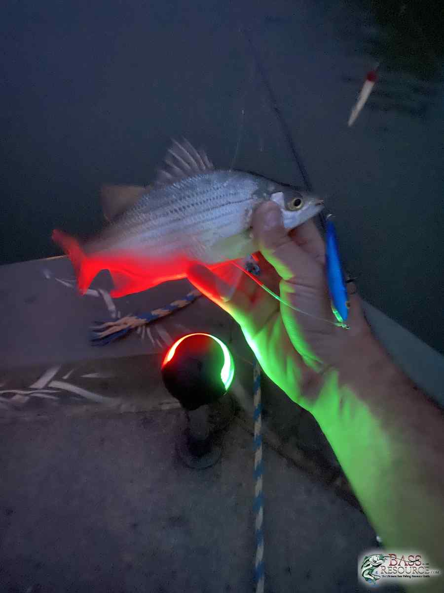 3A7A5AA0-08E5-4EDD-8801-E713043D35A3.jpeg