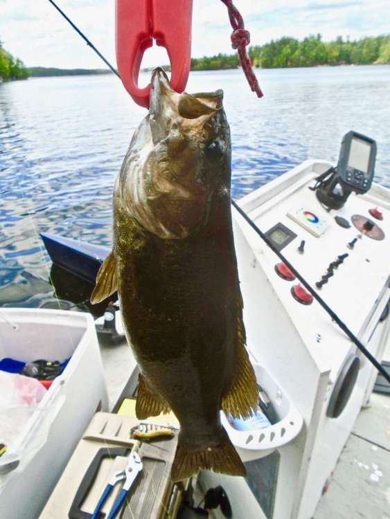 1417425324_Firstbasstigerstripe.thumb.jpg.c476d176d4932357fa2d0a17d62348ba.jpg