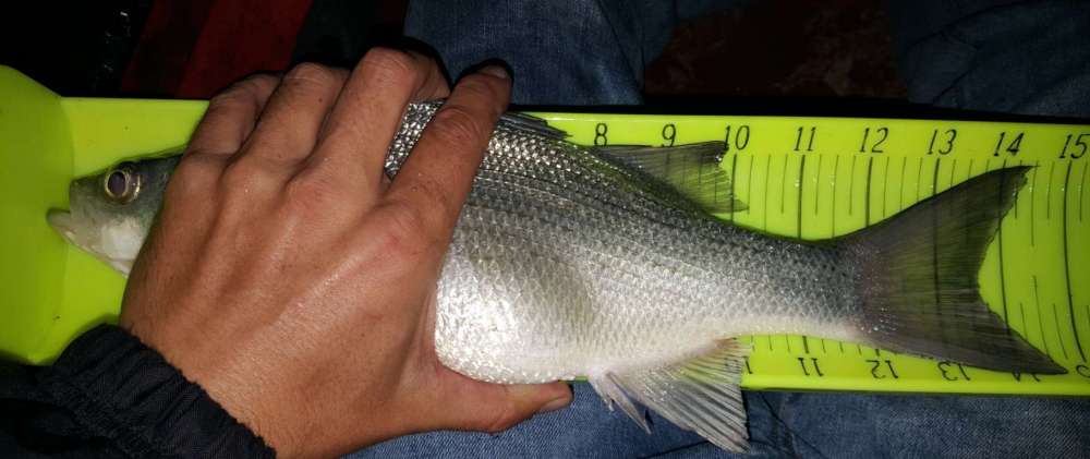 1480790761_whitebass14.5lostcreek.thumb.jpg.703f620fd3b6f62c437d623bc8fef5c8.jpg