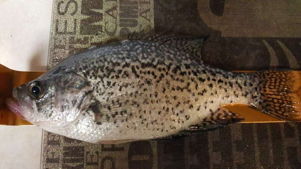 1901490422_crappie2lostcreek.thumb.jpg.c2316da51b89afdc89e2d3166e5a7955.jpg