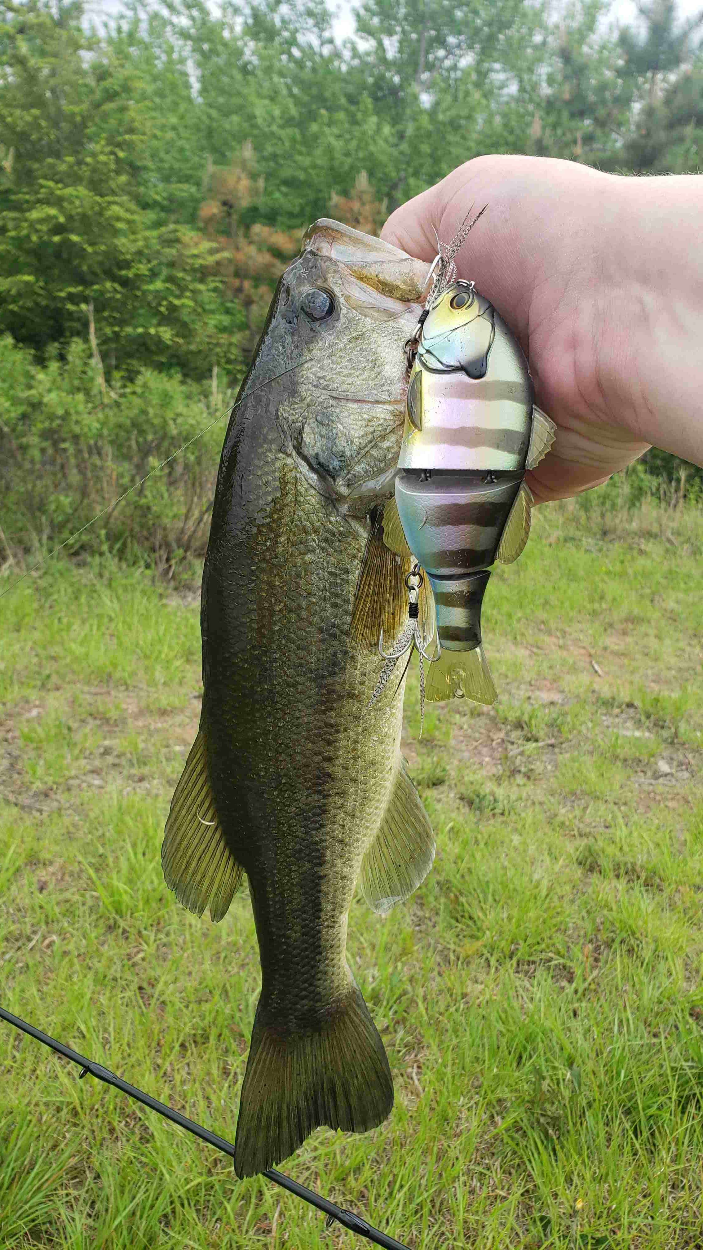 What, to you, is a “nice” bass? - Page 2 - General Bass Fishing Forum - Bass  Fishing Forums