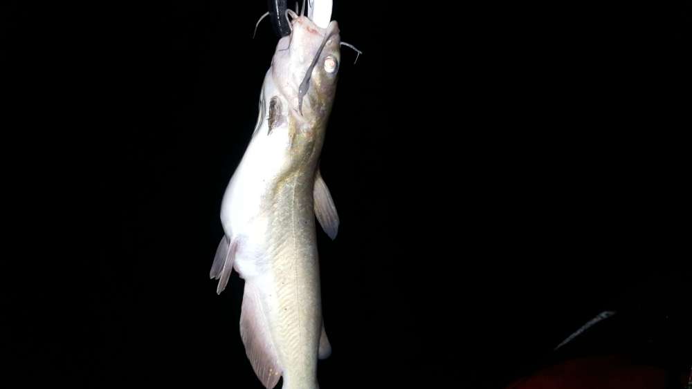 333955938_catfishlostcreek.thumb.jpg.525d2cb341617270d42654906dfb2a33.jpg
