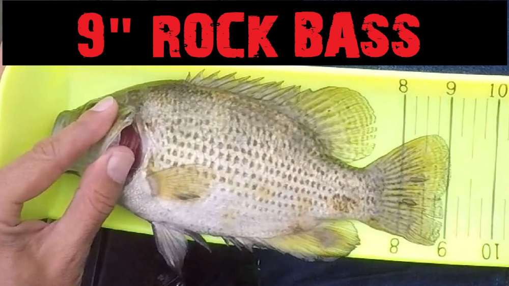 896971870_9inchrockbass.thumb.jpg.74213976d1f907b48fd3f33b9e994946.jpg