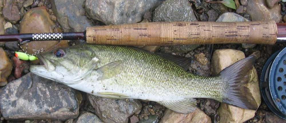 Smallie1.jpg