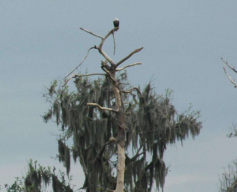 1013138399_BaldEagle.thumb.jpg.7cfacdee7943e34da85ad1351521c0ff.jpg
