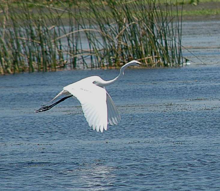1169365099_WhiteHeron-s.jpg.3dbd467af4ab8569988f8a8ac01d4823.jpg