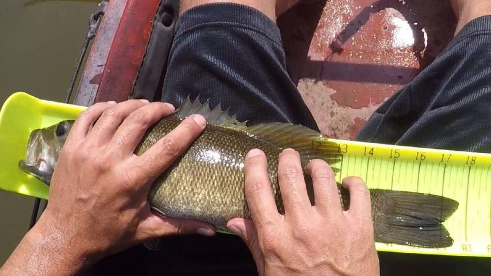 1184258175_smallie26-17-20.thumb.jpg.6589911504cf2038e661c03e0b7ec5ec.jpg