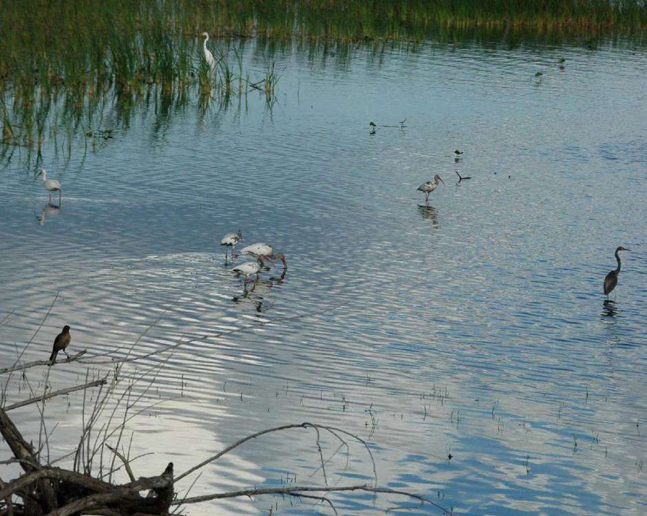 1203353131_4BirdSpecies.thumb.jpg.0f082a823bf9b16c56ac41ec1a0a3f1a.jpg