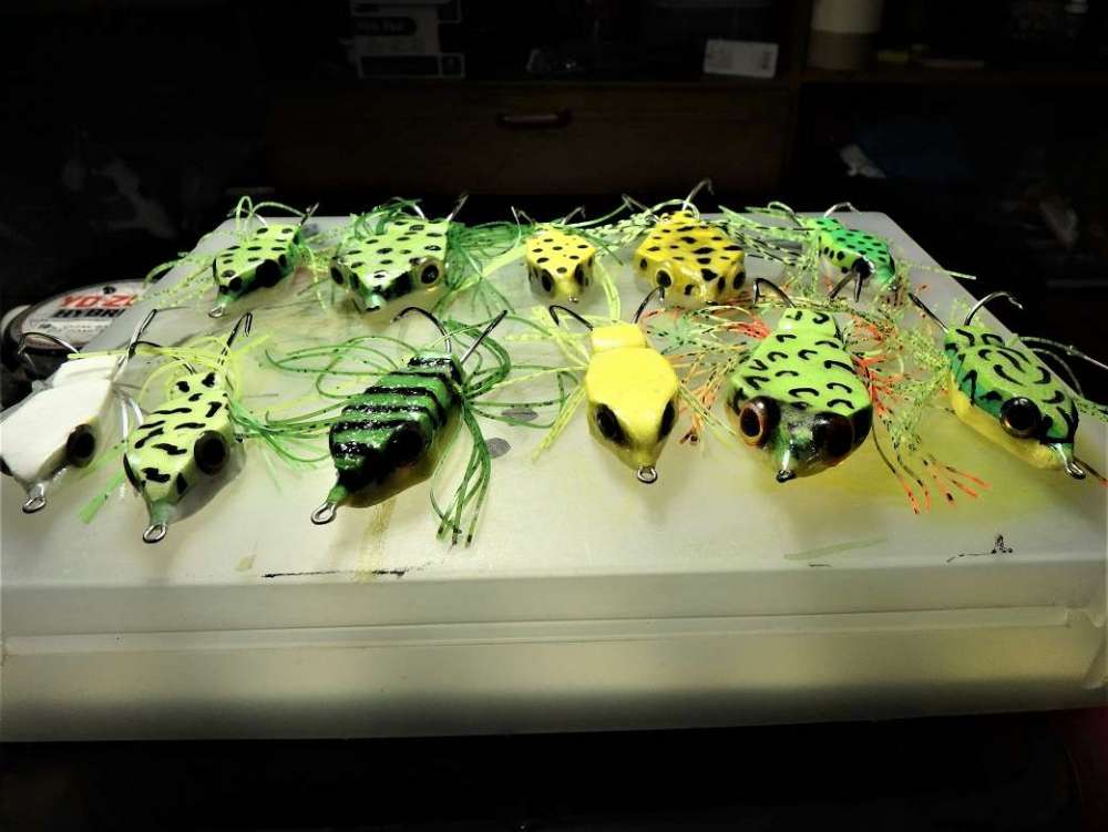 Frogs 300.JPG