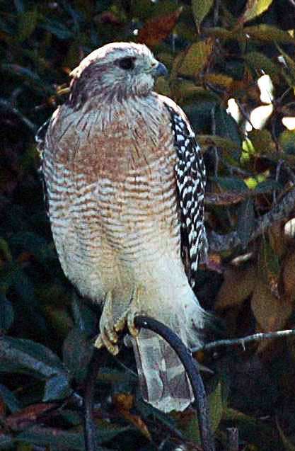 1667652079_Red-ShoulderedHawk-s.jpg.59124a413444cf3e84c18d78388a571a.jpg