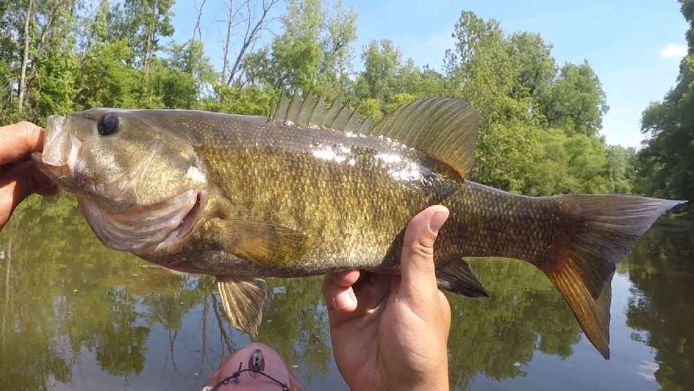 173955727_smallie6-17-20.thumb.jpg.b20148acf41698228245488dd36680c6.jpg