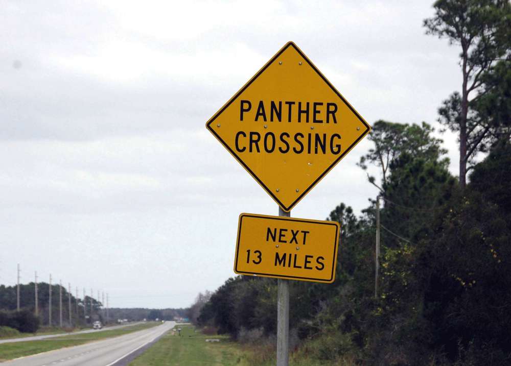 1909194608_PantherCrossing-F.thumb.jpg.2fcf4018fbec9c5ed11eed46bce36fd4.jpg