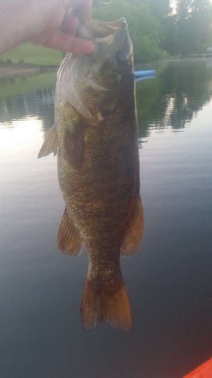 200616_3.21Smallie.thumb.jpg.0c995d4634296e0e7658d3f6e639fe2f.jpg