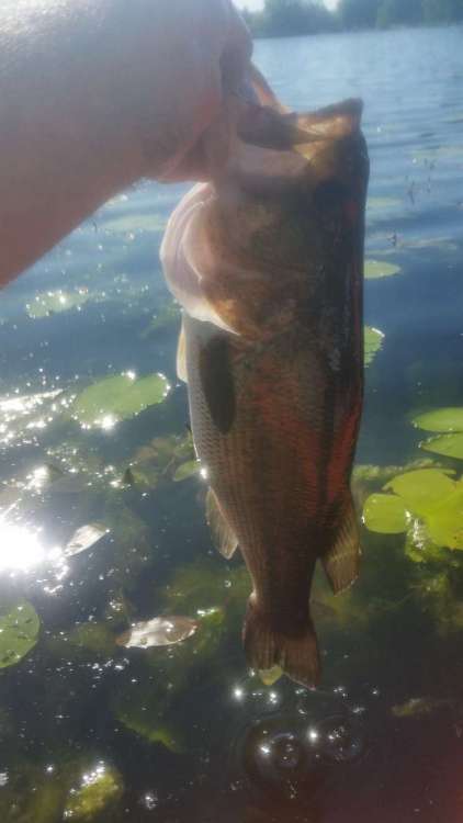 200616_3.58Largie.thumb.jpg.027d2b8a5327670515e3f40b289909d8.jpg