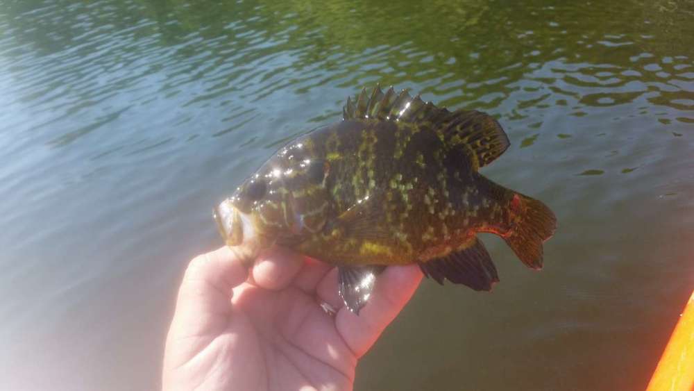 200616_MysterySunfish.thumb.jpg.c324b8b3451c567a683a9c2131c9dc32.jpg