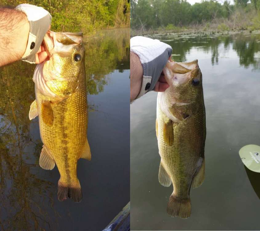 200626_2fish.thumb.jpg.d53f96650479a8a3c049b2733a1fa03c.jpg