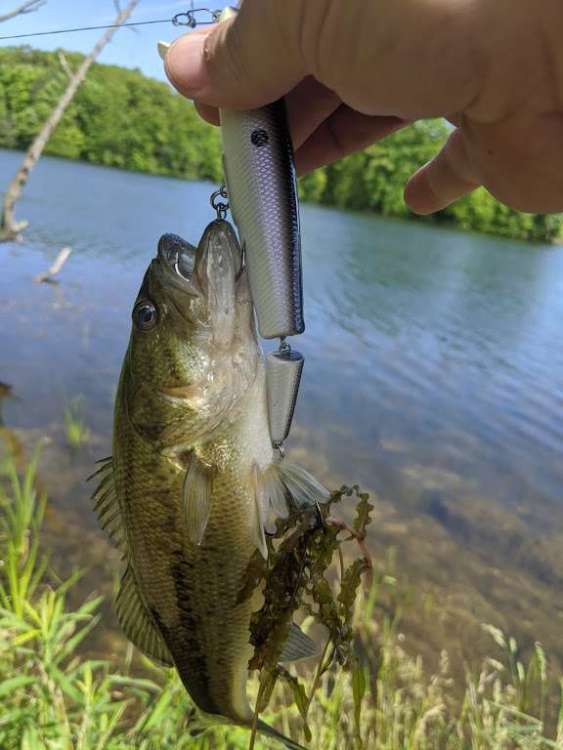 little bass.jpg