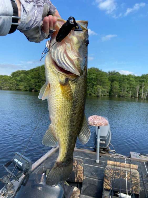 6-2-20-bass.jpg