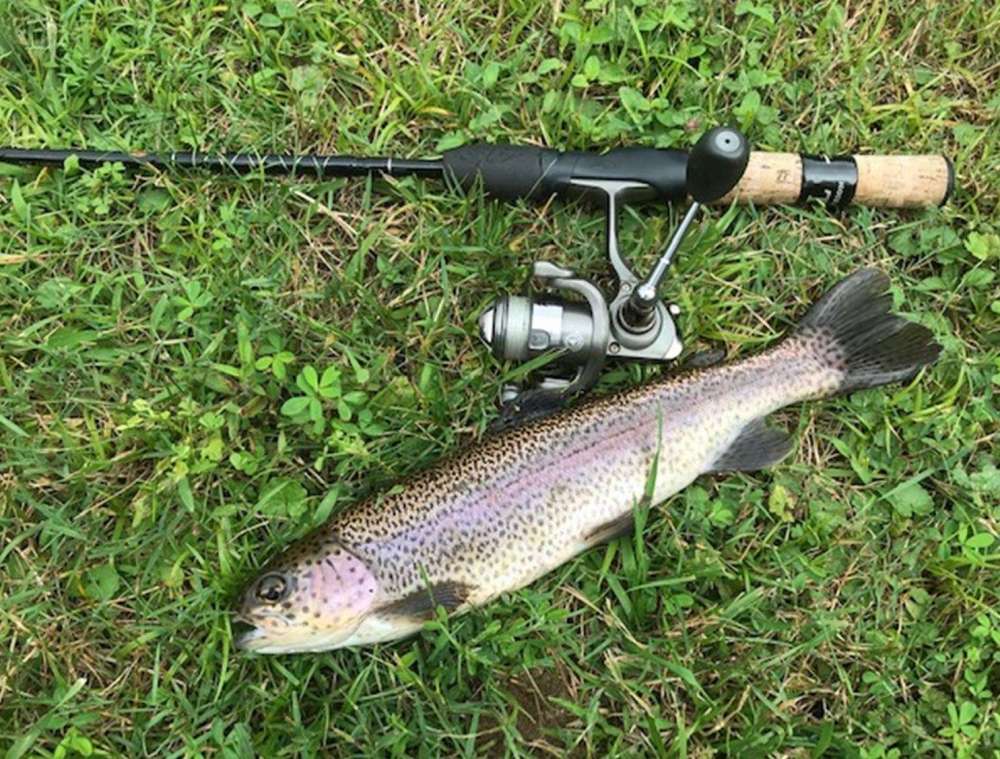 Rainbow Trout.JPG