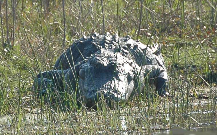 Gator-Huge-Cu-Ar-02-10-F.jpg.d14abae742c124b84d3e8ed5a38fa2df.jpg