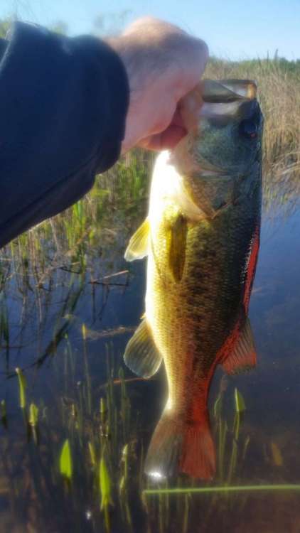 JUN1_2lb.thumb.jpg.835dc6c56234fa12943ab9812c4d94b3.jpg