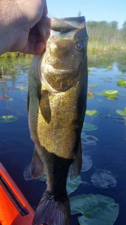 JUN1_3lb.thumb.jpg.bf6b4d594ea60181e98ca87ff6331143.jpg