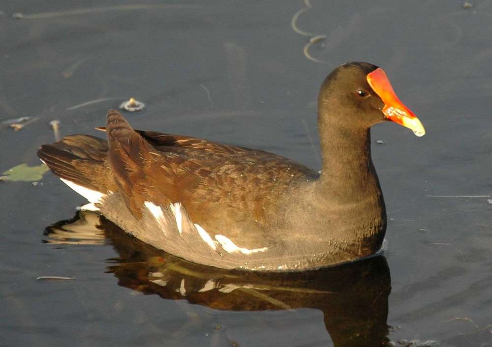 Moorhen_brahma_right-BR.thumb.jpg.4126807ff251a7a4b784d9f7be2cbcc6.jpg