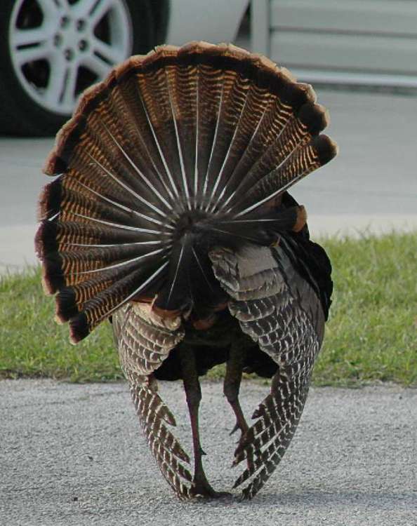 Turkey-Honda-s.thumb.jpg.9d761bfdc6ae5bc5f89d340040ed9bd2.jpg