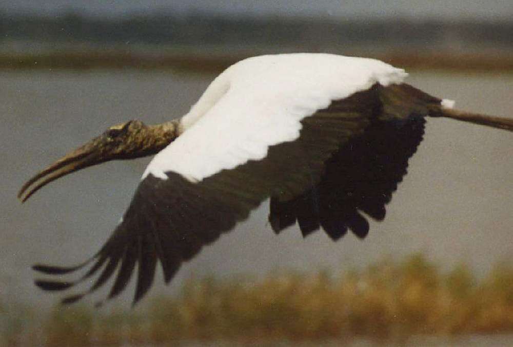 Wood-Stork-s.thumb.jpg.c815bec4422d093589d19d56f023b727.jpg