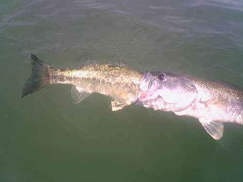 bass-eating-bass.jpg.f846823f517fbb1a7ecc874427ddce54.jpg