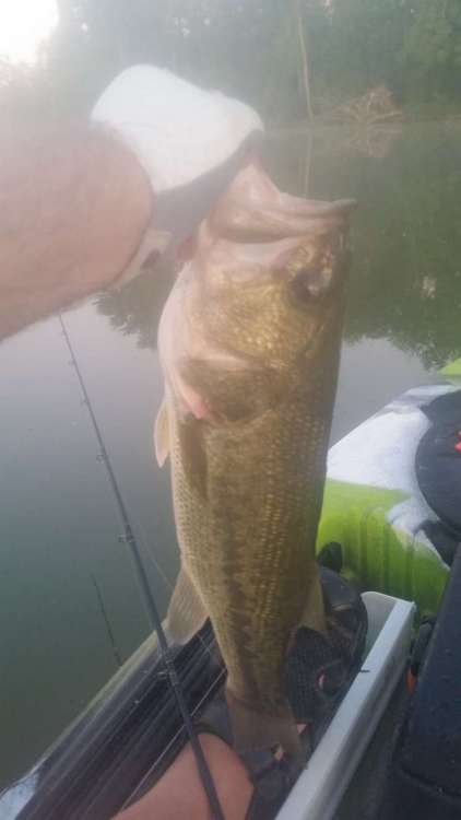 200714_longfish.thumb.jpg.811c25e093d3ea5c2e578c6441a06bd4.jpg