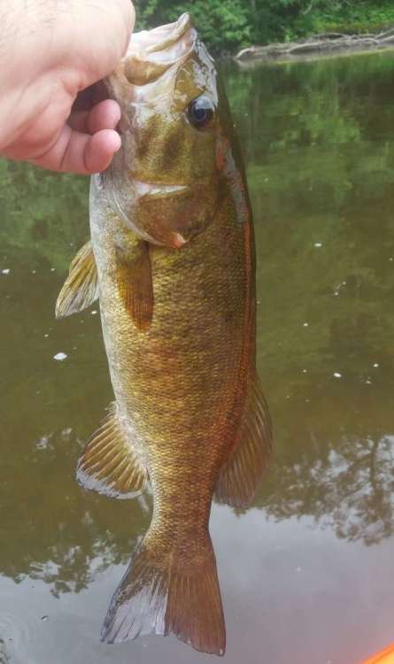 200716_16.5smallie.thumb.jpg.34d860b0a3dbd2e8ac38d8c4bc43a945.jpg