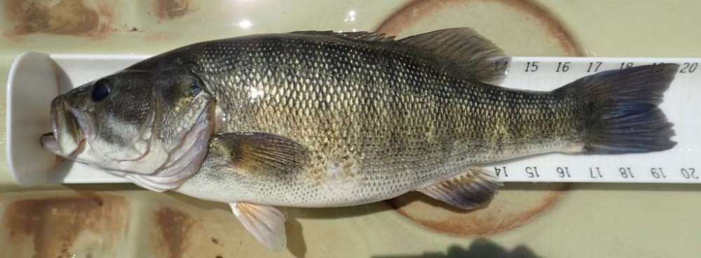 Shoal Bass Chattahoochee River 8-6 4.00 lbs .jpg