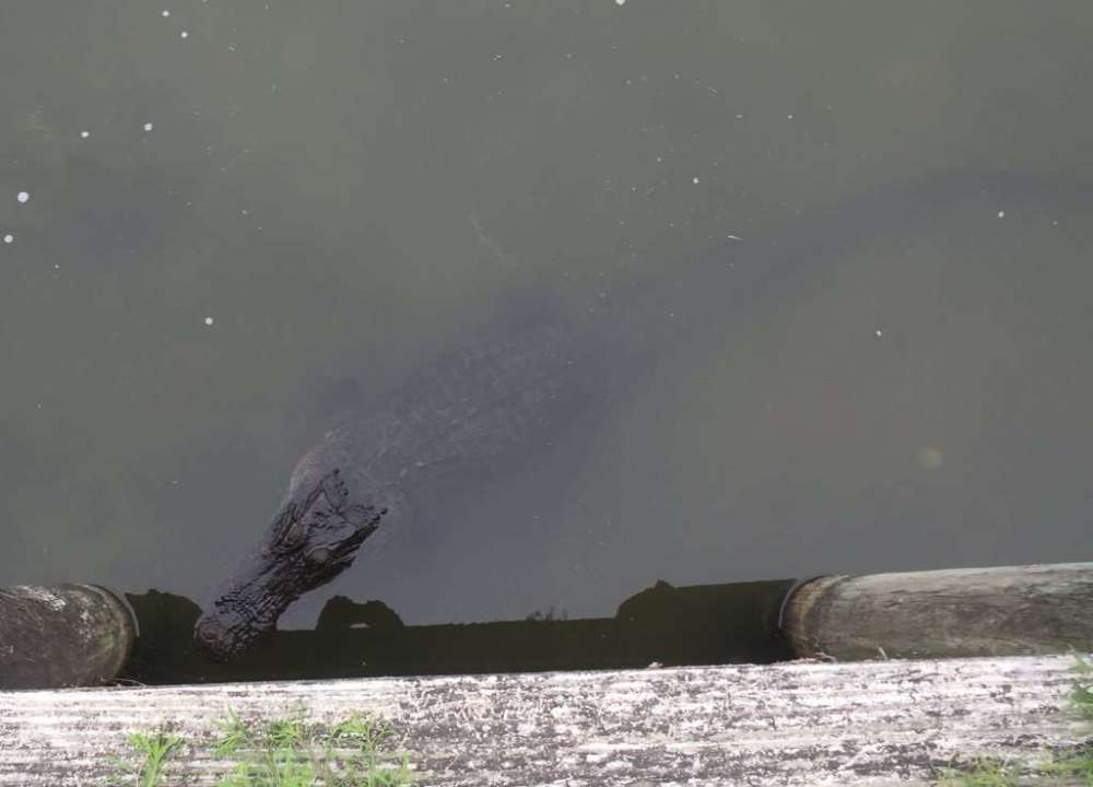 bigger-gator.jpg