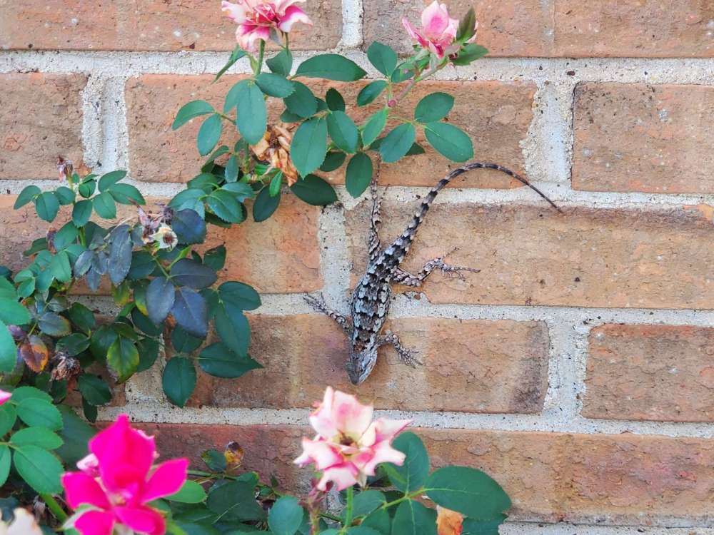 lizard.thumb.jpg.9d85bc8a4d77a1ac8b97e93182a9424b.jpg
