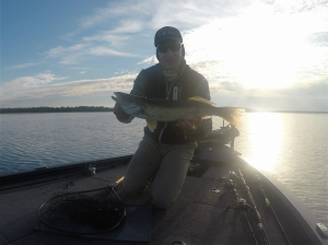 16 Aug 2020 ~ Walleye in the weeds