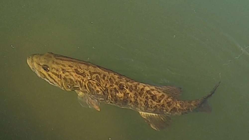 smallie.thumb.jpg.f136fc5d71a37a1a1787130233cf37cd.jpg