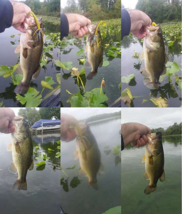 20200910_6Swimjiggers.thumb.jpg.ce21ae42f72ffaa154656bd8031be395.jpg