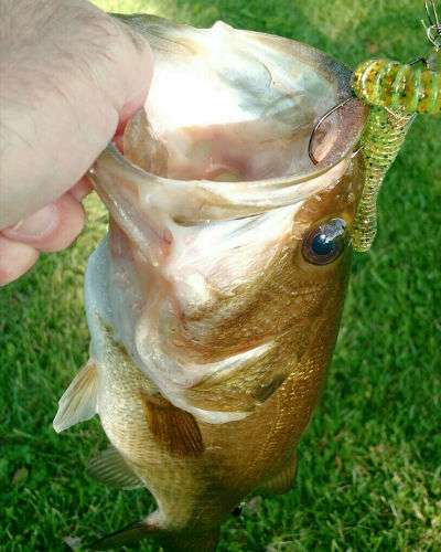 LaborDayBass2020_sm.jpg.fbd9404b2b57168090f85828bac6b822.jpg